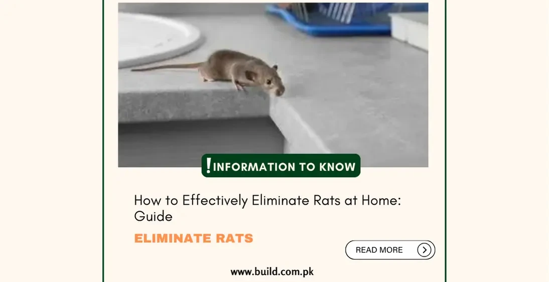 How to Effectively Eliminate Rats at Home: Guide