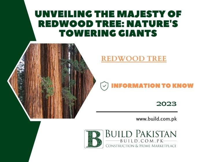 Unveiling the Majesty of Redwood Tree: Nature's Towering Giants
